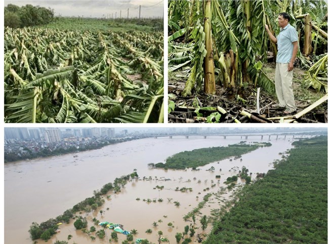 Hết bão, người dân vùng bãi Cự Khối, Long Biên, Hà Nội lại lo chạy lũ (10/09/2024)